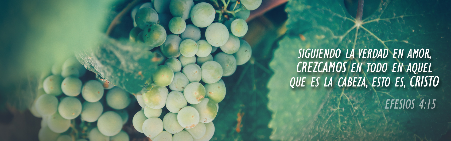 Uvas, Hebron